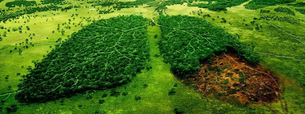 bosques